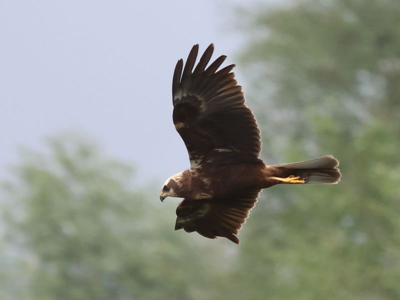 Marsh Harrier