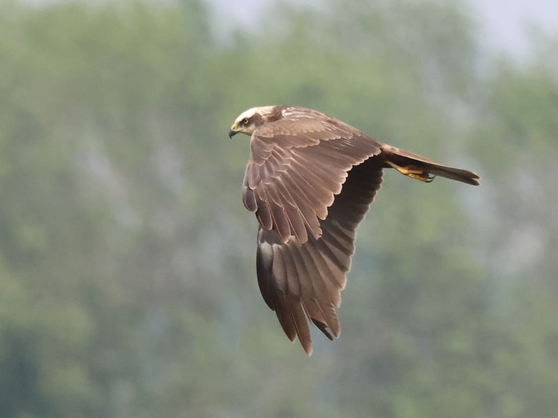 Marsh Harrier