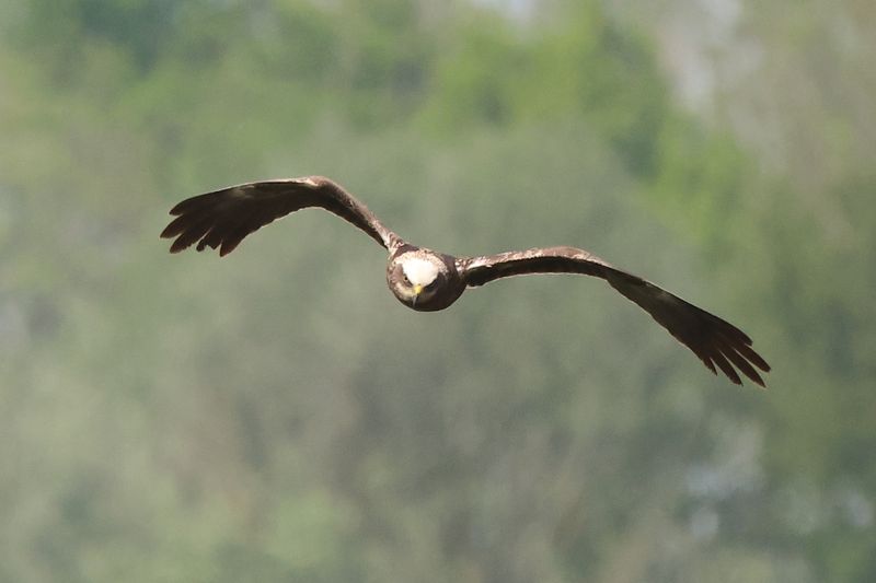 Marsh Harrier