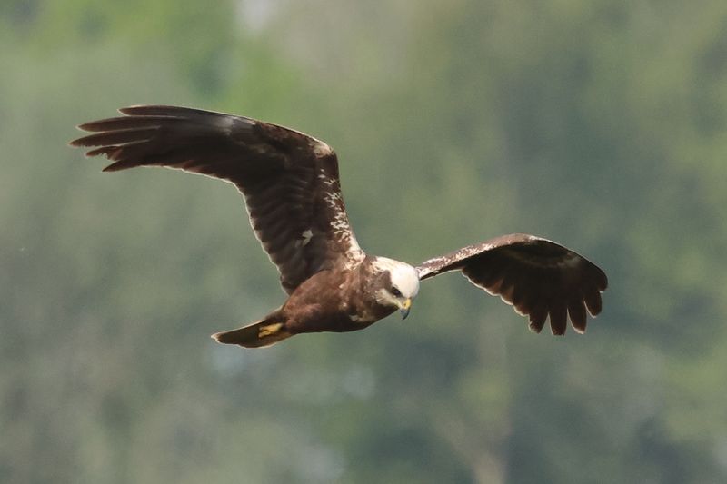 Marsh Harrier