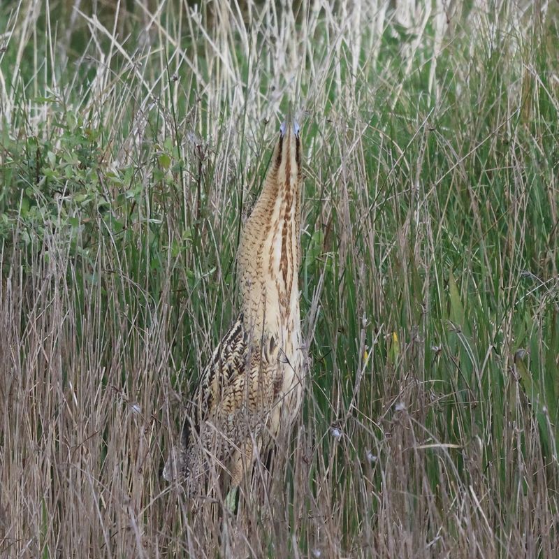 Bittern