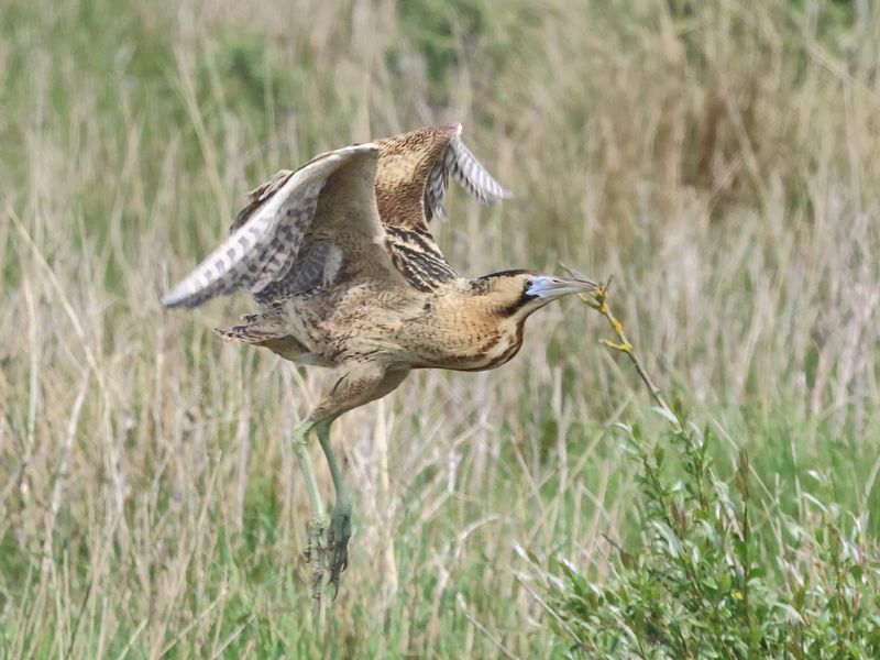 Bittern