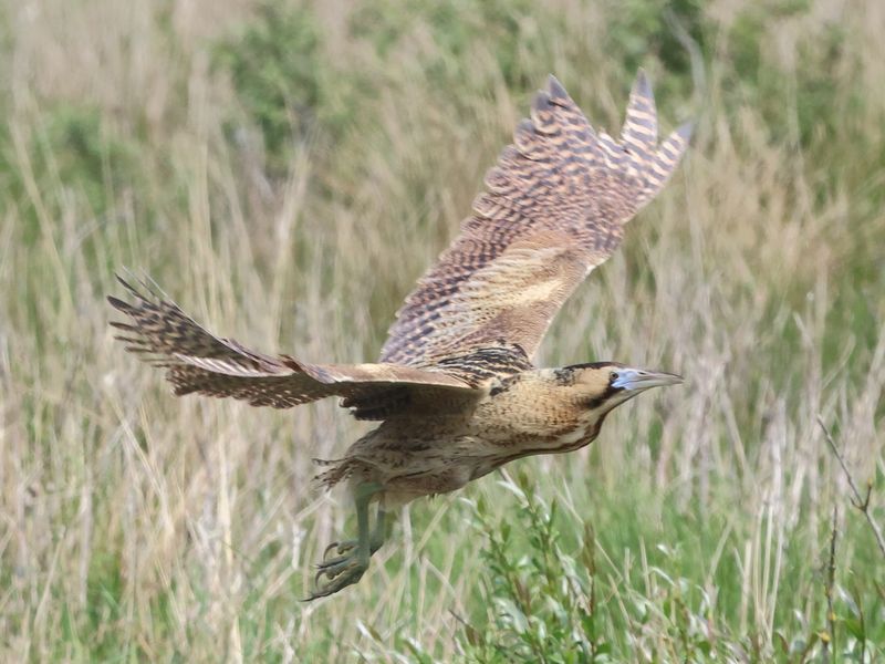 Bittern