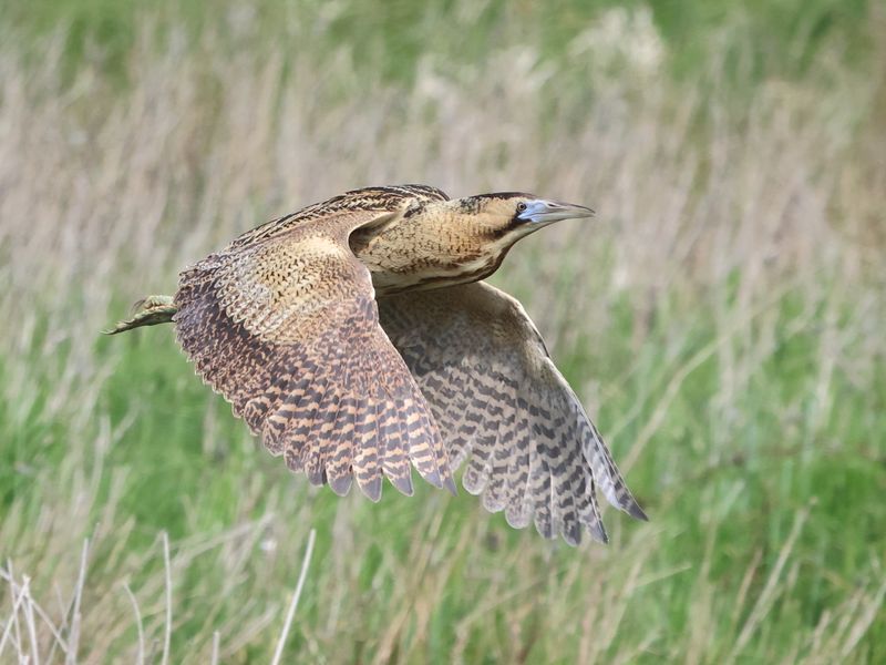 Bittern