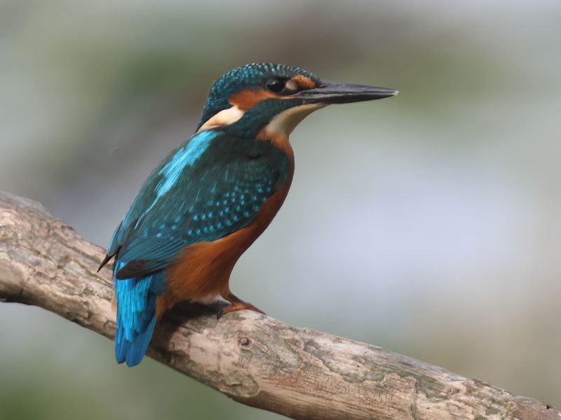 Kingfisher