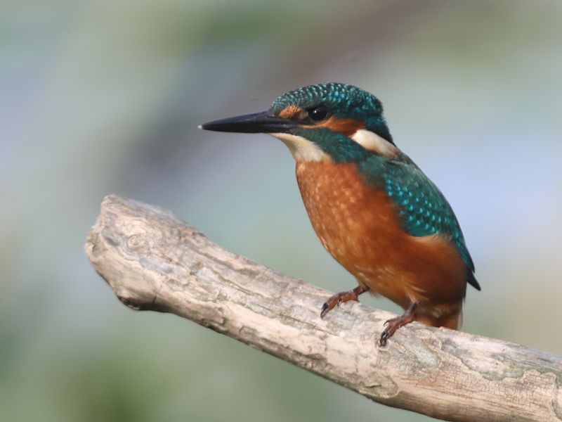 Kingfisher