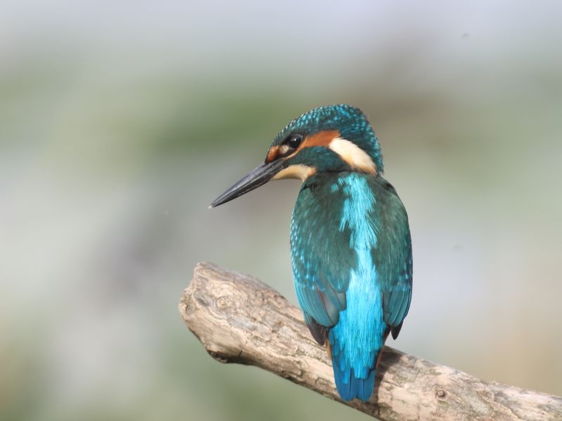 Kingfisher