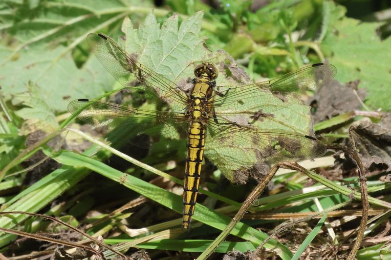 Female Black Tailed Skimmer