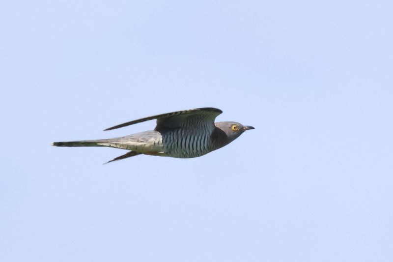 Cuckoo