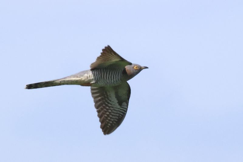 Cuckoo
