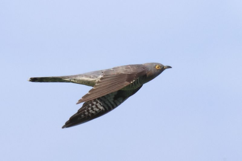 Cuckoo in flight