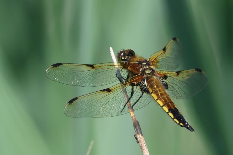 Four Spotted Chaser