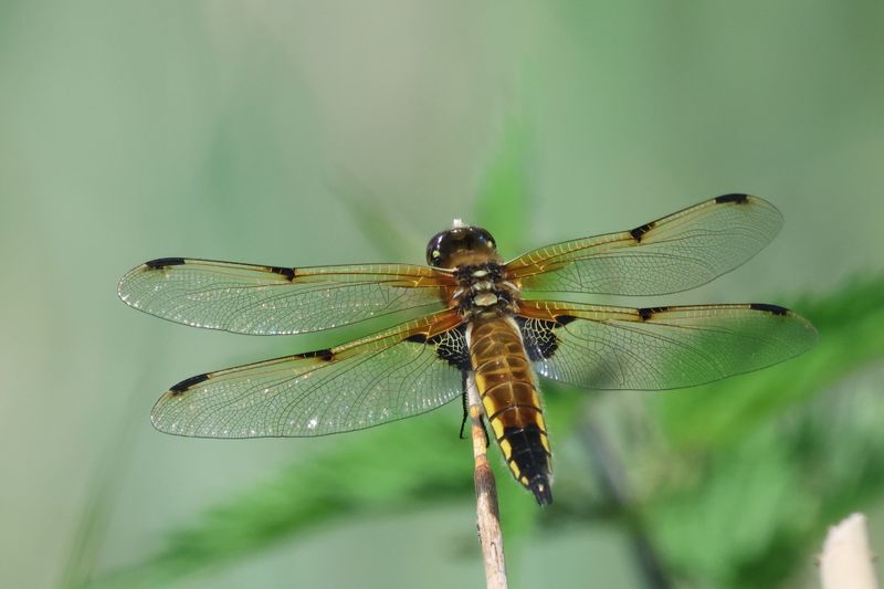 Four Spotted Chaser