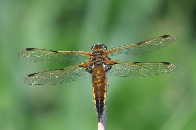 Four Spotted Chaser
