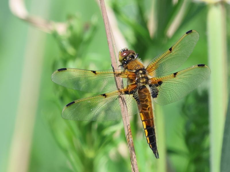 Four Spotted Chaser