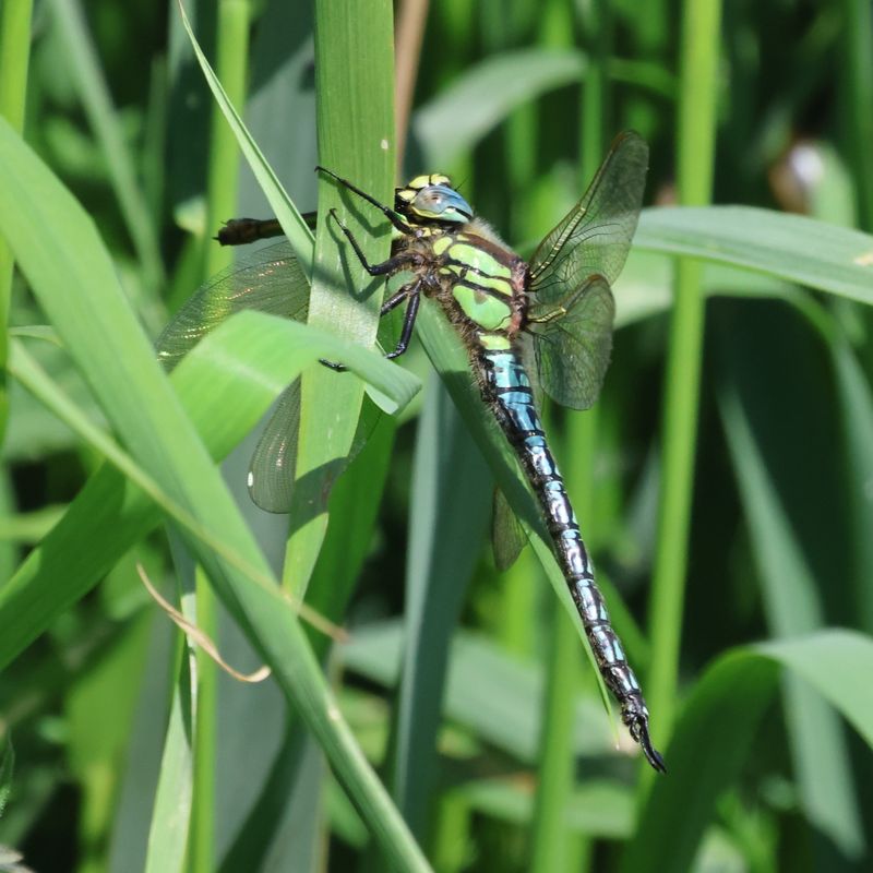 Hairy Dragonfly