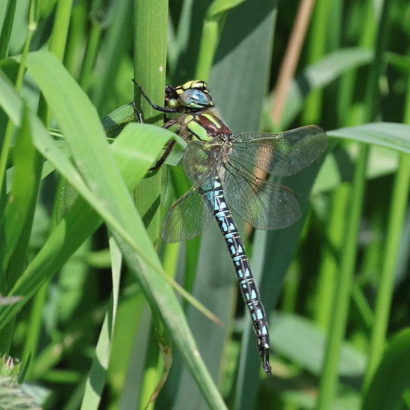 Hairy Dragonfly