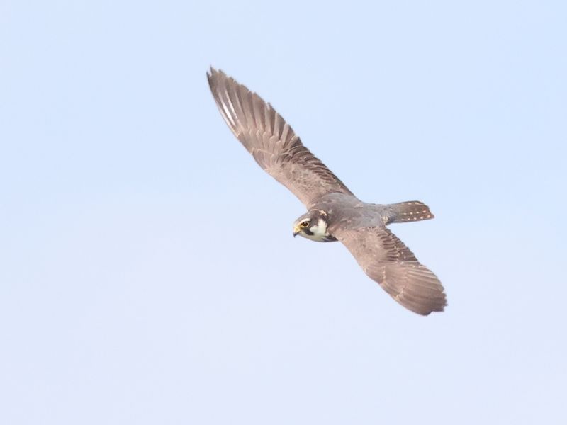 Hobby_826A0009.JPG