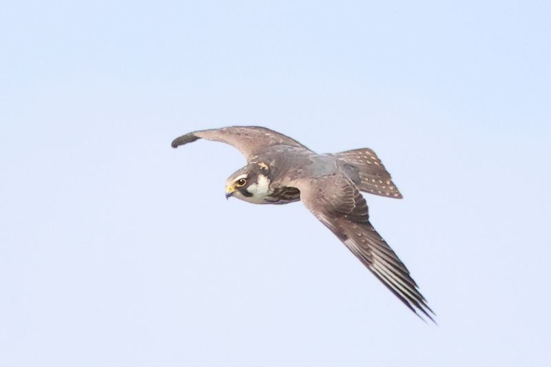 Hobby_826A0010.JPG