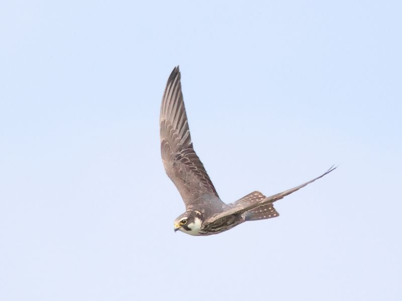Hobby_826A0011.JPG