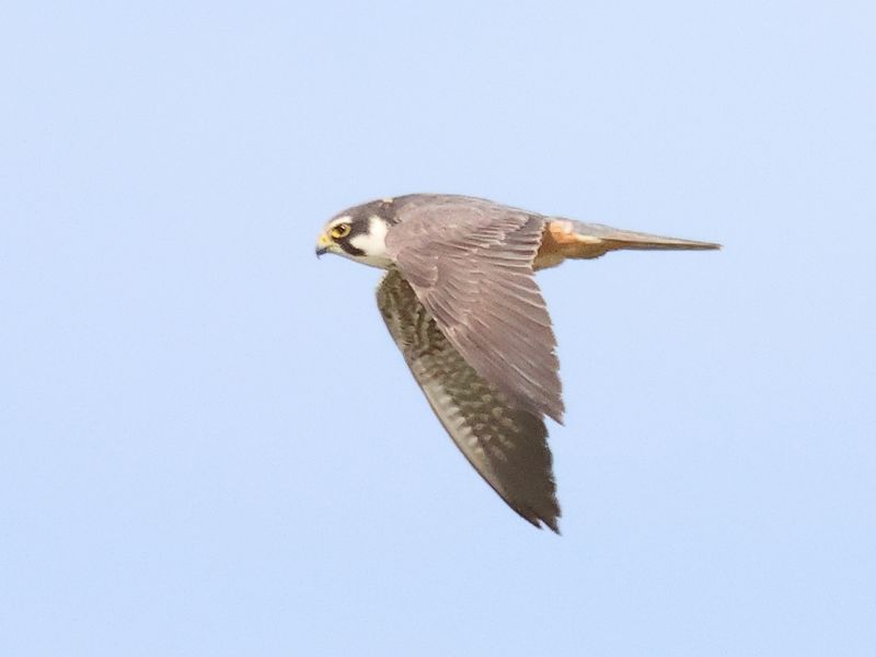 Hobby_826A0032.JPG