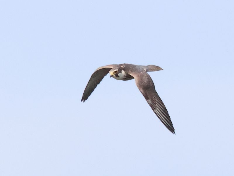 Hobby_826A0045.JPG