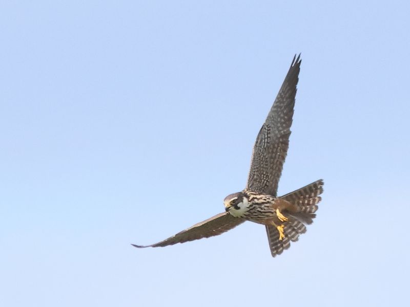 Hobby_826A0047.JPG
