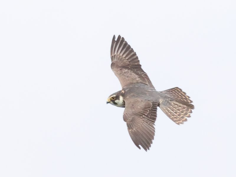 Hobby_826A0054.JPG