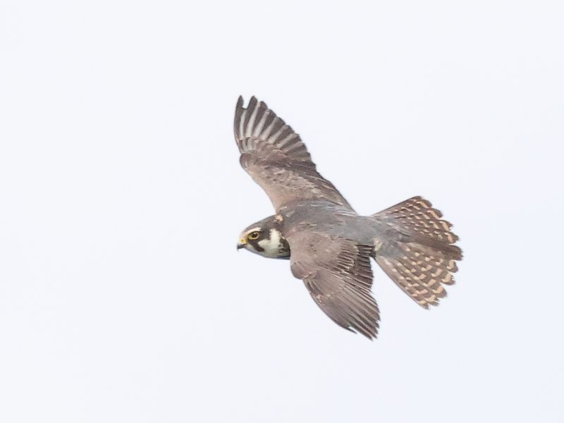 Hobby_826A0055.JPG