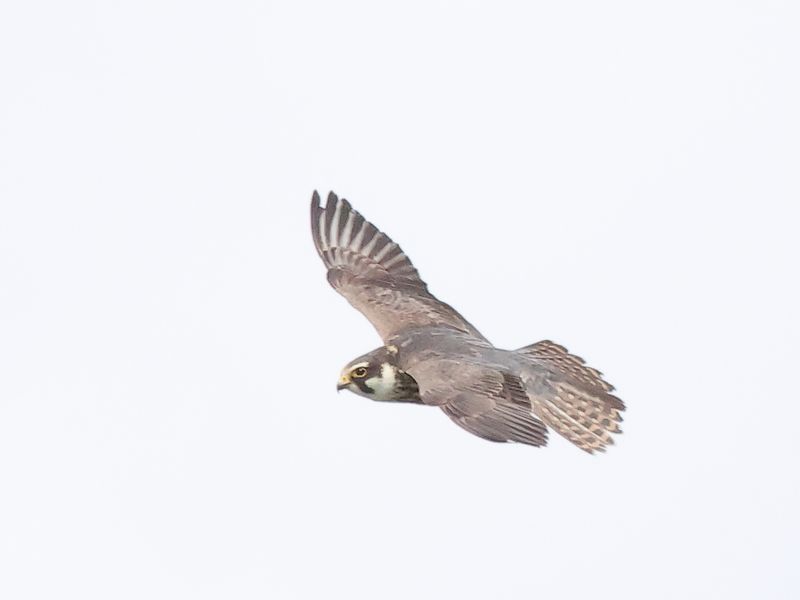 Hobby_826A0056.JPG