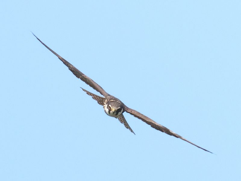 Hobby_826A0062.JPG