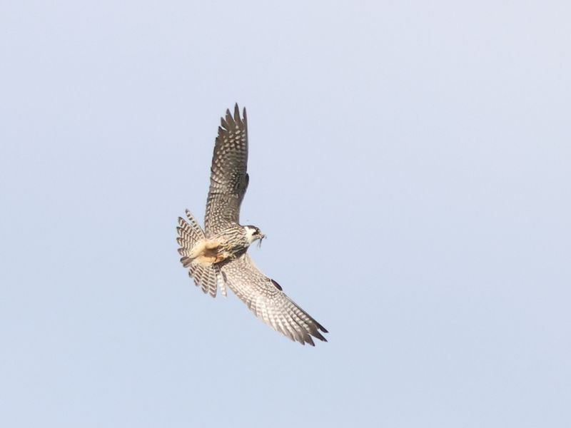 Hobby_826A9502.JPG