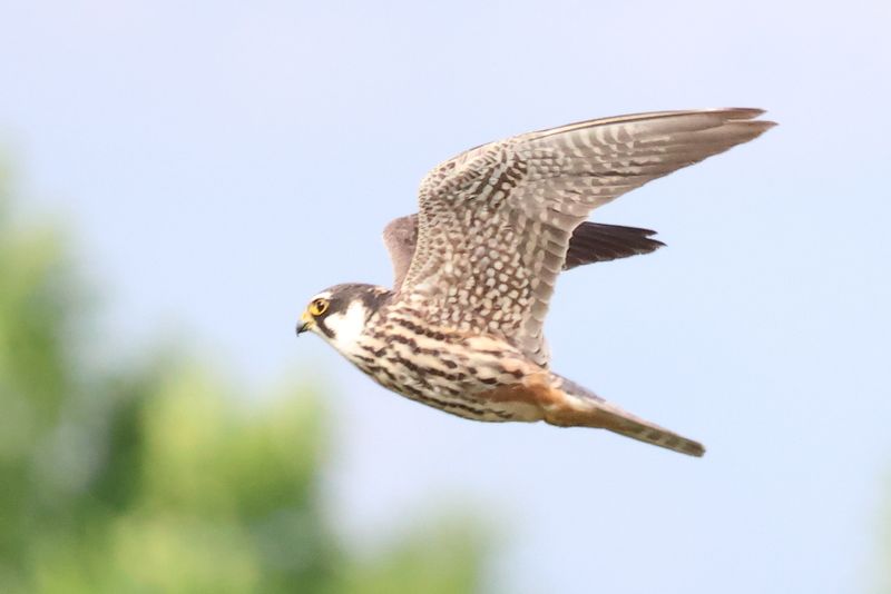 Hobby_826A00181920.JPG