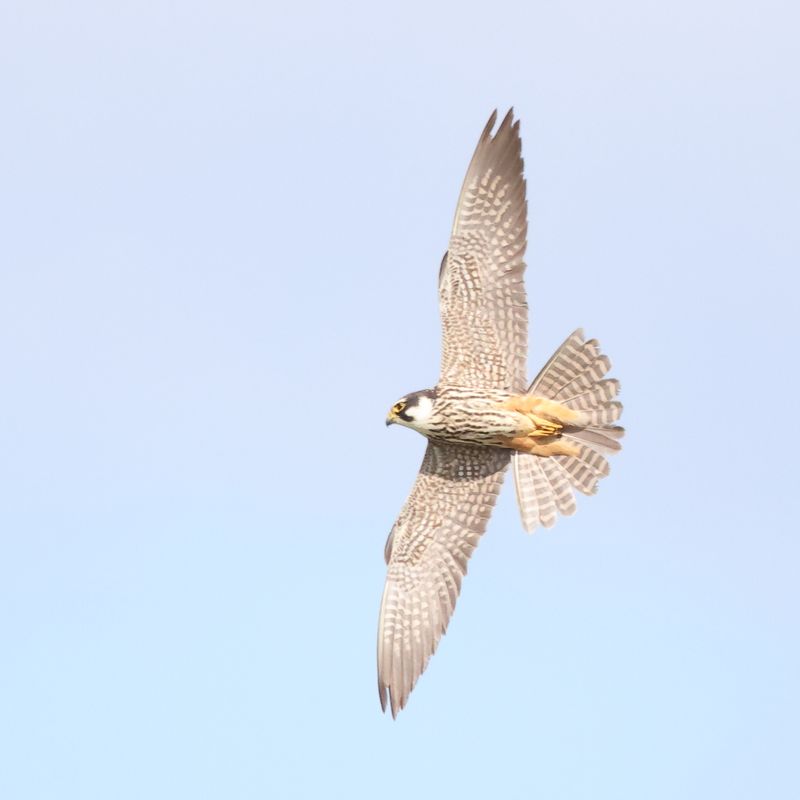 Hobby_826A00291920.JPG