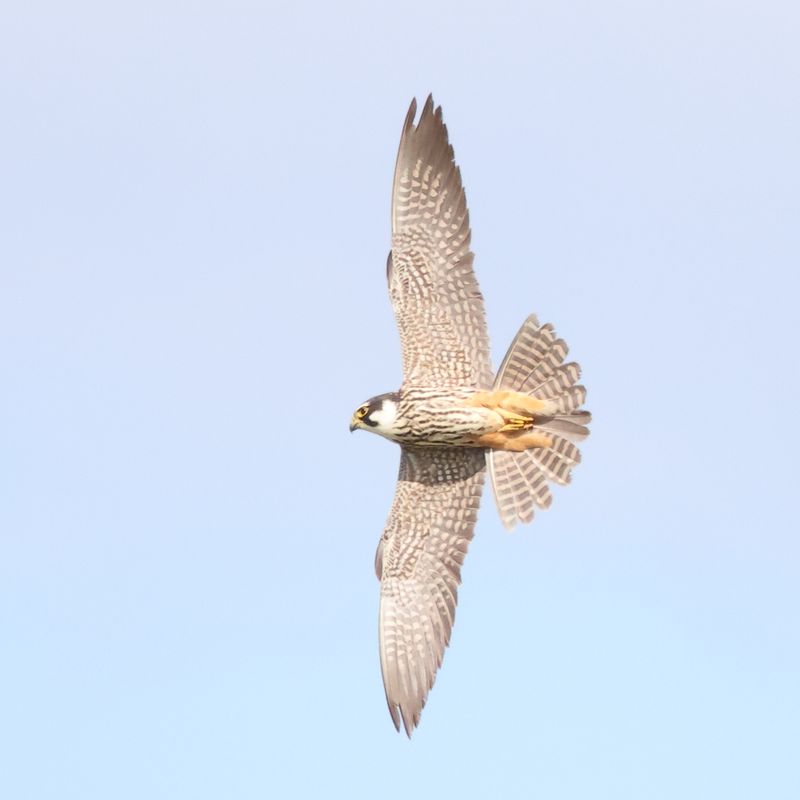 8th June 2024 - Hobbies