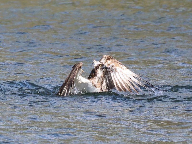 Osprey1H7_826A8714_1920.JPG