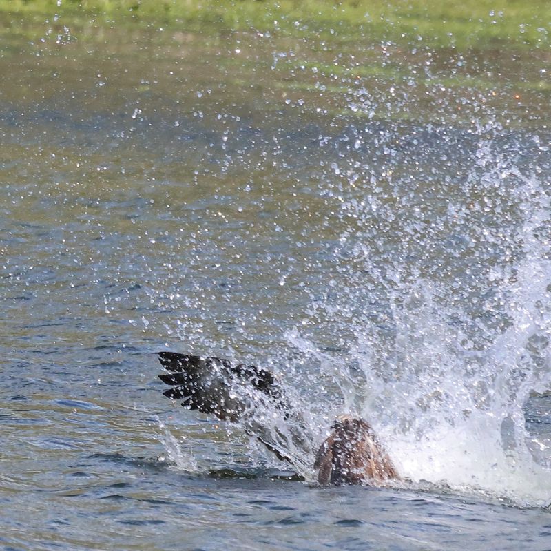 Osprey 1H7 hits the water