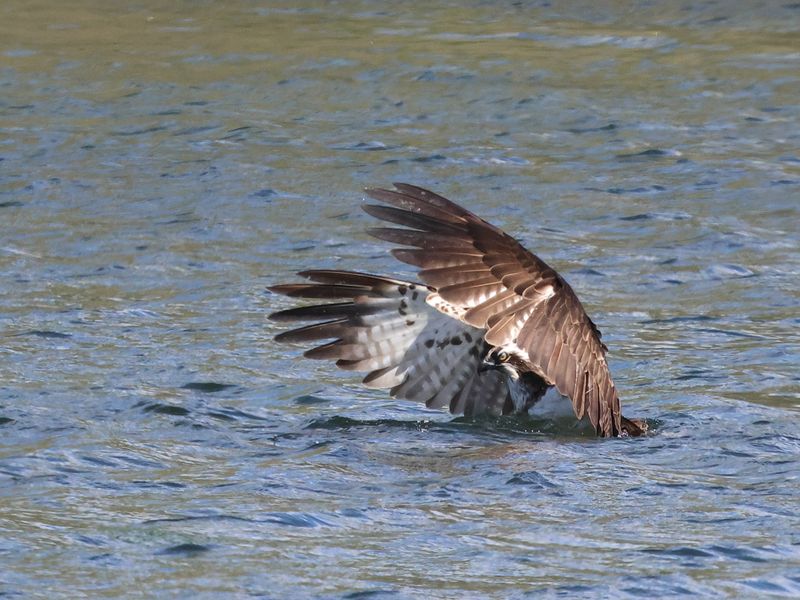 Osprey1H7_826A8758_1920.JPG