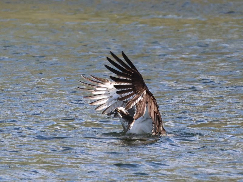 Osprey1H7_826A8774_1920.JPG