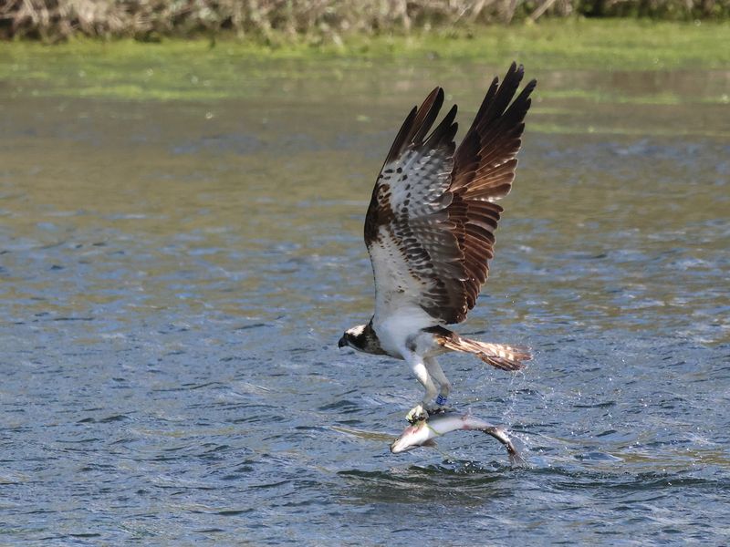 Osprey1H7_826A8814_1920.JPG