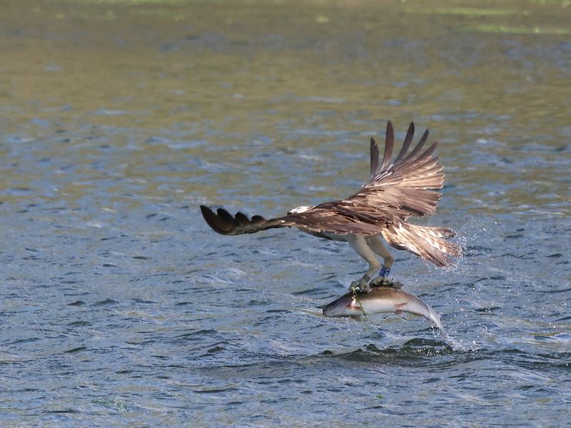 Osprey1H7_826A8815_1920.JPG