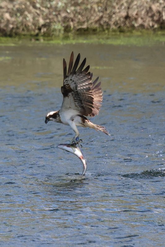 Osprey1H7_826A8835_1920.JPG