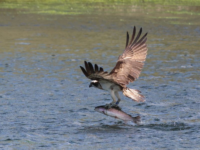 Osprey1H7_826A8818_1920.JPG