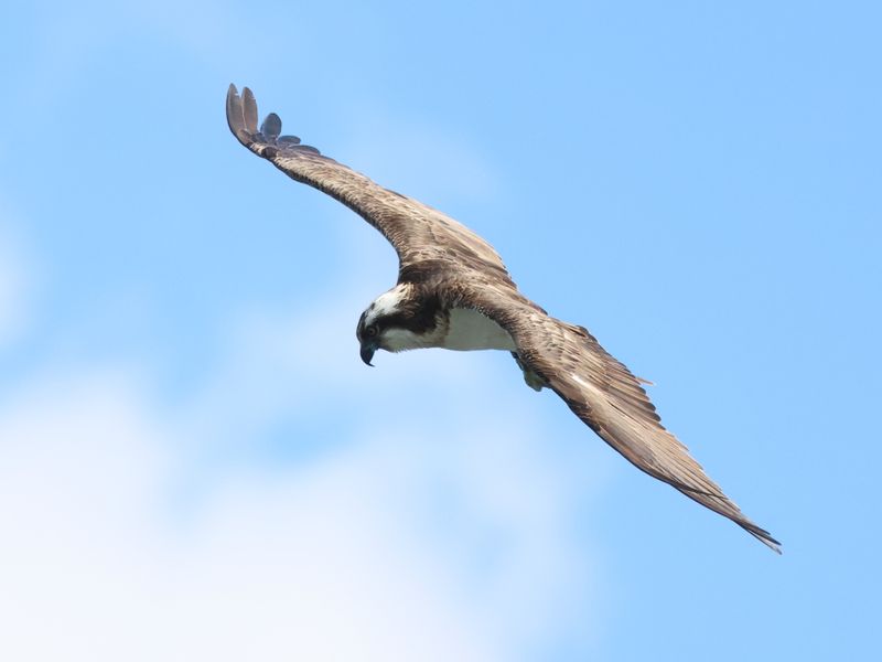 Osprey1H7_826A8970_1920.JPG