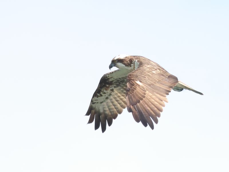 Osprey1H7_826A9208_1920.JPG