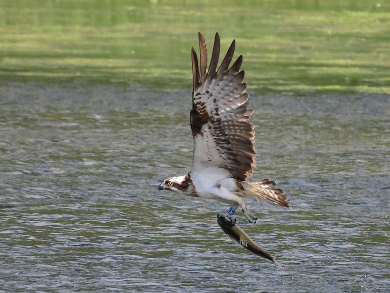 Osprey1H7_826A8888_1920.JPG