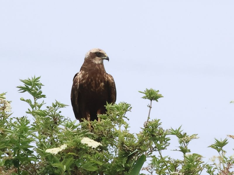 MarshHarrier_826A2544_1920.JPG