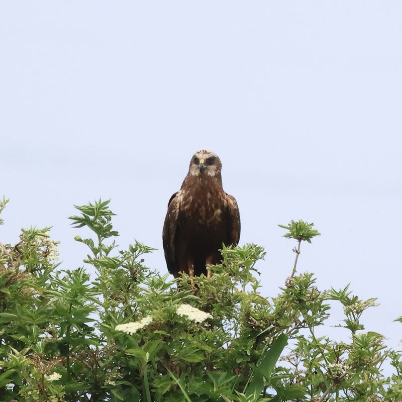 MarshHarrier_826A2546_1920.JPG