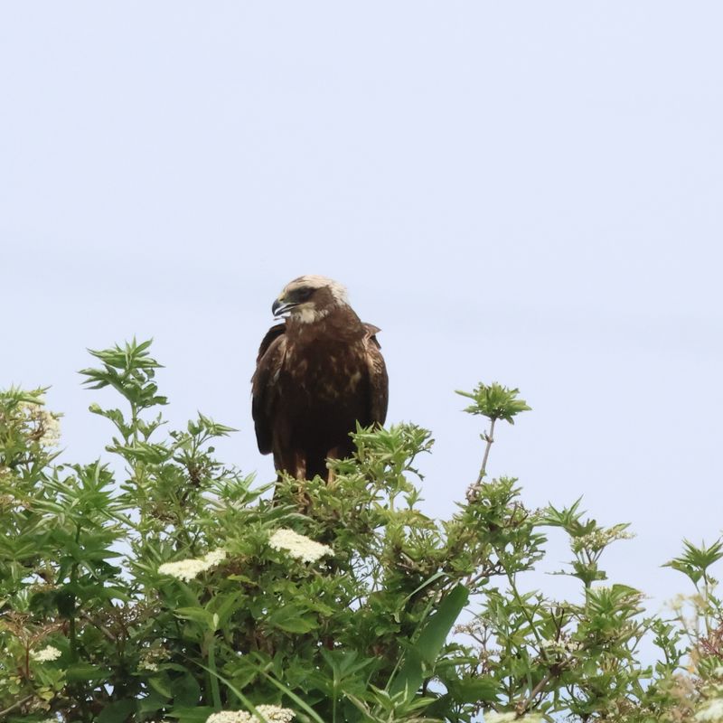 MarshHarrier_826A2556_1920.JPG