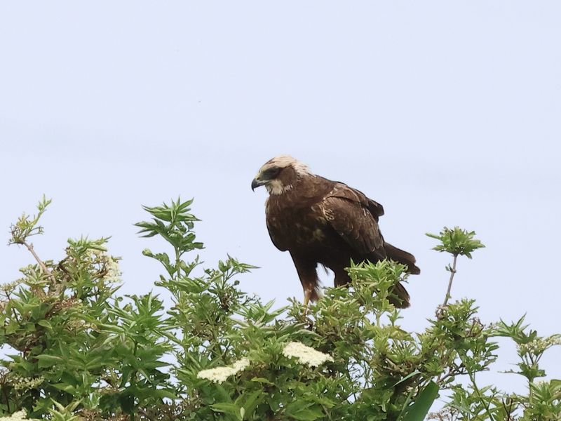 MarshHarrier_826A2571_1920.JPG